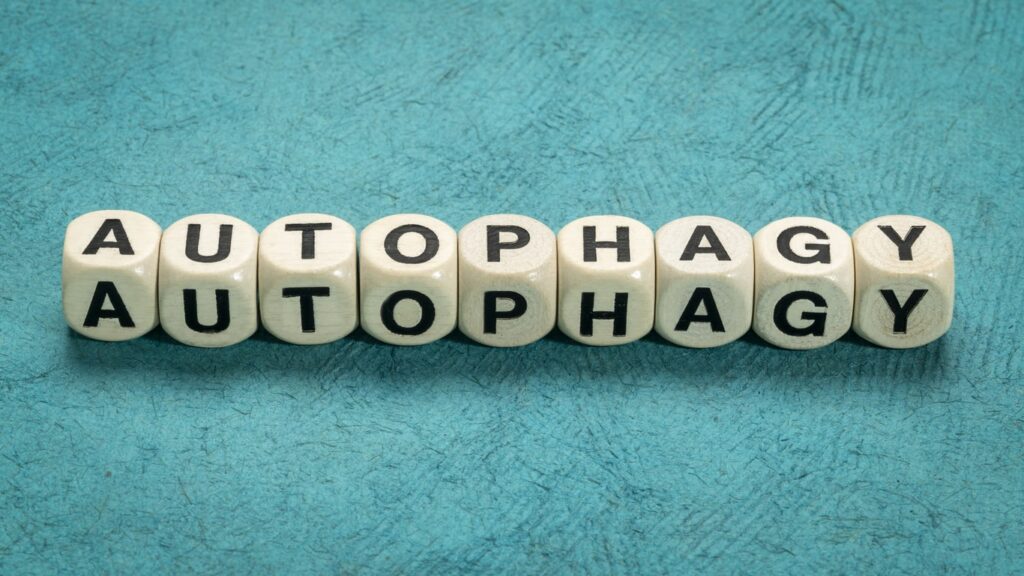 autofagia
