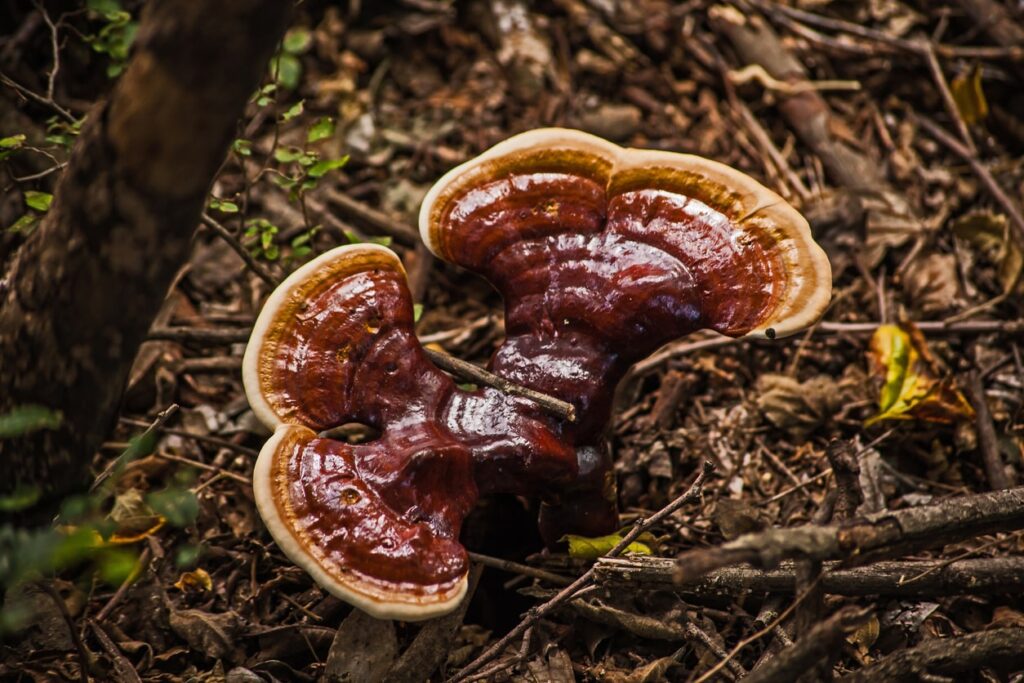 reishi wlasciwosci